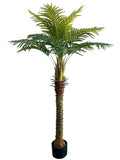 6' Royal Palm Trees in Pot - Elegant Indoor and Outdoor Greenery, Floral Home by Artificial Flowers