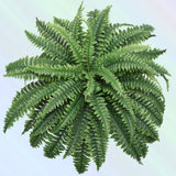 Premium Large Boston Fern - 34" Lush Decorative Indoor Plant with 49 Vibrant Fronds for Home or Office Greenery & Natural Air Purification