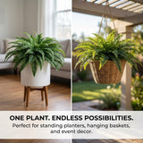 34" Premium Artificial Boston Fern – 49 Lush Fronds for Home & Office Indoor Décor – No Maintenance