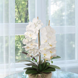 Real Touch White Phalaenopsis Orchid Stem, 41-Inch, 13 Realistic Silk Flowers & 2 Buds, Fake Orchids Pack of 2, Floral Home by Artificial Flowers