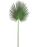 44" Artificial Fan Palm Leaf - Lifelike Greenery for Home Decor, Tropical Plant Accent, Low Maintenance Faux Foliage Pack of 1, Floral Home by Artificial Flowers