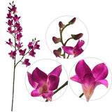 34" Purple Dendrobium Spray, 34-Inch, Silk Flowers & Green Buds, Indoor Use, Floral Sprays Pack of 2, Floral Home by Artificial Flowers