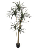 6' Artificial Dracaena Marginata in Pot - Realistic Indoor Greenery for Home & Office Decor Pack of 2, Floral Home by Artificial Flowers