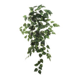 2 PC Hanging Pothos Bush 36"