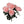 Rose Bushes with 7 Silk Blooms - 20" - 
    Pink