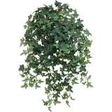 Mini English Ivy Bushes, 26