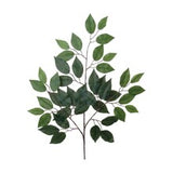 Ficus Spray 24" - 12 PACK
