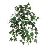 Variegated English Ivy Bush W/ 117 Silk Leaves - 23