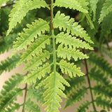 2PC All Weather Boston Fern Plant With 7 Silk Fronds - 28" Wide
