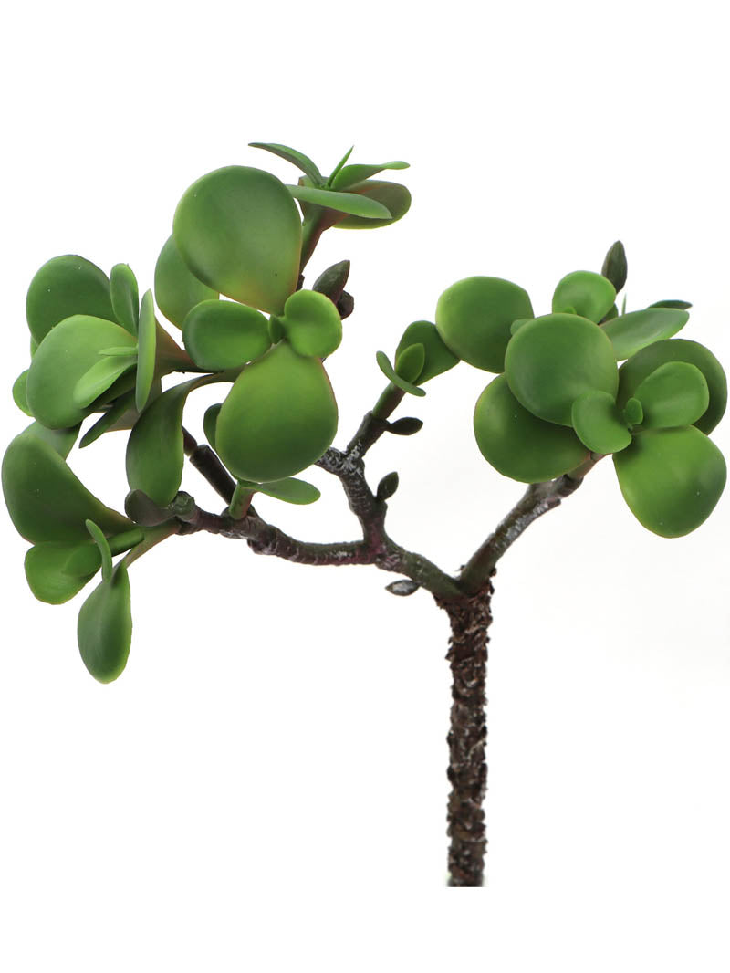 Deluxe 11" Portulacaria Afra Succulents, Pack of 12 - Versatile Indoor/Outdoor Plants - Ideal for Home Décor, Terrariums and Gardening Enthusiasts