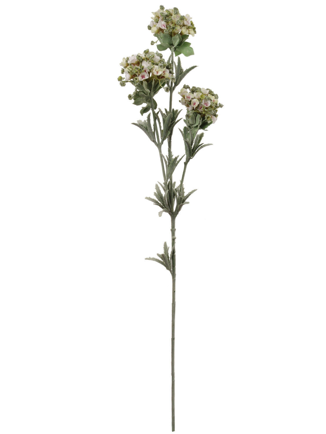 Enchanting 32" Sweet Alyssum - White | Delicate Blooms, Fragrant Flowers, Low Maintenance | Premium Seeds for Vibrant Landscapes