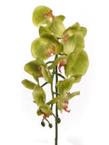 Exquisite Lifelike Beauty: 29" Green Phalaenopsis Orchid Stem - 12 Piece Bundle - Perfect for Home Decor, Weddings & Stylish Events