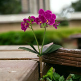 Phalaenopsis Spray 16" - 3 Packs