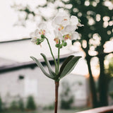 Phalaenopsis Spray 16" - 3 Pack
