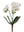 Artificial Phalaenopsis Orchid Spray - 16" - 
    White