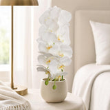 White Artificial Phalaenopsis Orchid Stems, Bundle of 6 - 41"