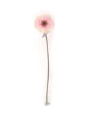 Lush Cream Pink Gerbera Daisy Set - Exquisite 25