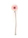 Faux Gerbera Daisies - 25