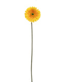 Faux Gerbera Daisies - 25"