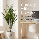 Artificial Dracaena Marginata Plants, Set of 12 - 29"