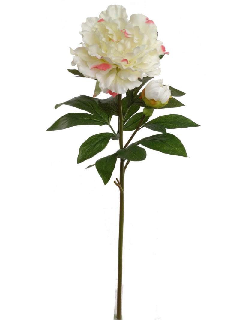 Exquisite 30" Cream Pink Peony Stem | 6" Flower, 2" Bud | Lifelike Elegance for Floral Arrangements, Weddings, and Home Decor