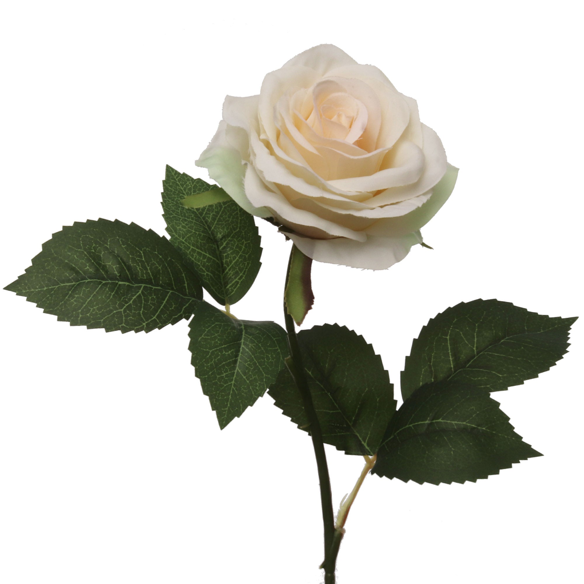 Stunning 20-inch Cream Open Rose with 4" Diameter - Perfect for Weddings, Home Decor, and More