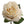 Faux Open Rose Stems - 20" - 
    Cream