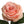 Faux Open Rose Stems - 20" - 
    Pink