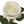 Faux Open Rose Stems - 20" - 
    White