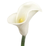 25.5" Real Touch Calla Lily Stem - Set of 24