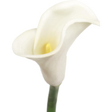 21" Real Touch Calla Lily Stem - 12 PACK