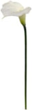 Cream Real Touch Calla Lily Stems, Set of 6 - 21