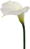 Cream Real Touch Calla Lily Stems, Set of 6 - 21"