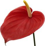 29" Anthurium- 4 PACK