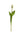 Real Touch Tulip Bud Stem - 17" - 
    Cream