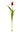 Real Touch Tulip Bud Stem - 17" - 
    Red