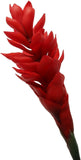 Red Fake Ginger Flower - 32"