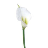 18" Real Touch Calla Lily Stem – Set of 6, Lifelike Silk Flowers