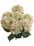 22" Artificial Hydrangea Bush - Vibrant Green & Pink Faux Floral Decor for Home and Garden, Floral Home by Artificial Flowers