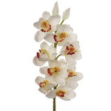 30" Cymbidium Orchid Stem - 3 PACK