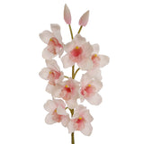 30" Cymbidium Orchid Stem - 3 PACK