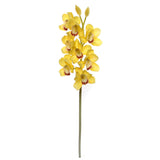 30" Cymbidium Orchid Stem - 3 PACK