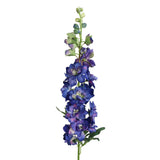 Lavender 36.5