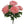 20" Peony Bush X5 - 
    Pink