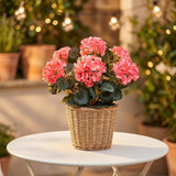 Artificial Geranium Bush-18"