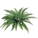Morgan's Front Door Boston Ferns | Four 48" Ferns | Two 34" Ferns | Simply place in a Planter