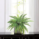 Boston Fern Silk Plant