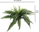 Boston Fern Silk Plant