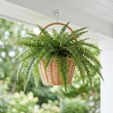 Boston Fern Silk Plant