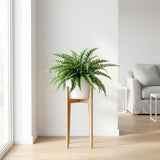 Boston Fern Silk Plant